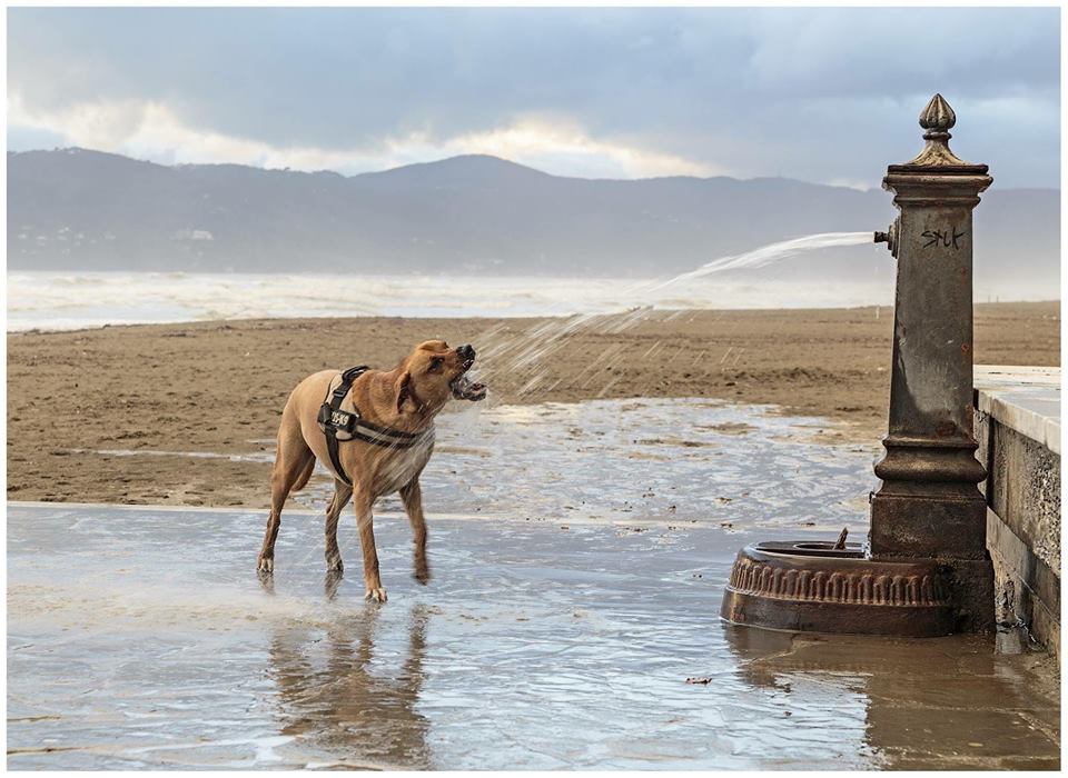 cane e fontanella 16472906_1781182108869832_7503328461166053454_n - copia